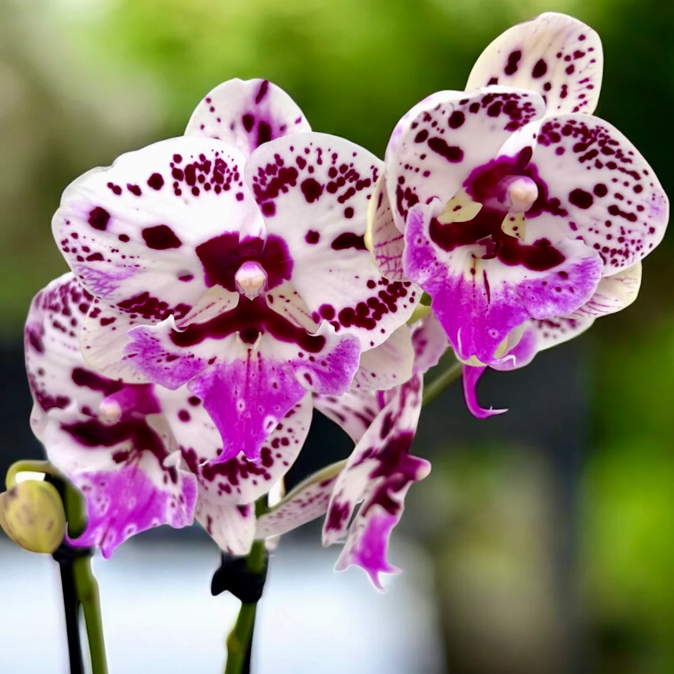 Phalaenopsis Speechless Elegance *big lip