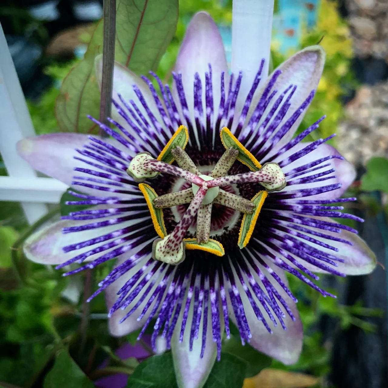 Passiflora 'Damsels Delight’ (floarea pasiunii)