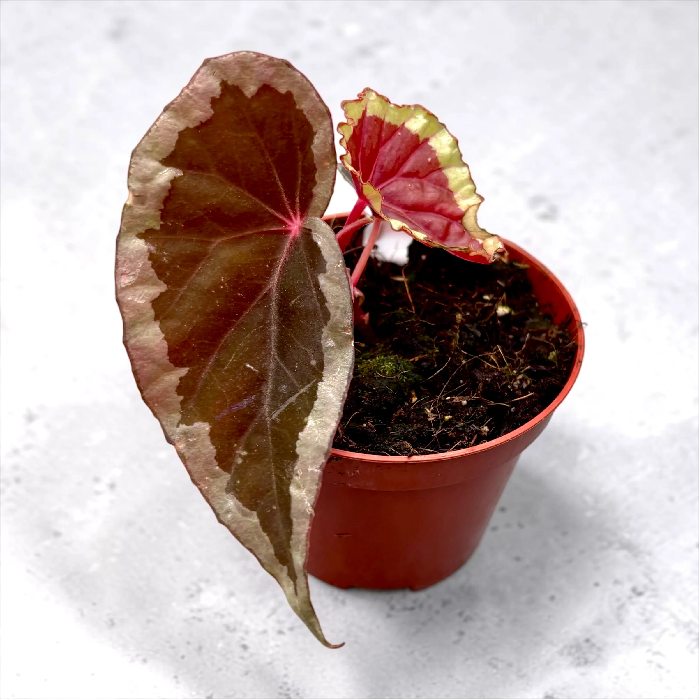 Begonia Baramensis