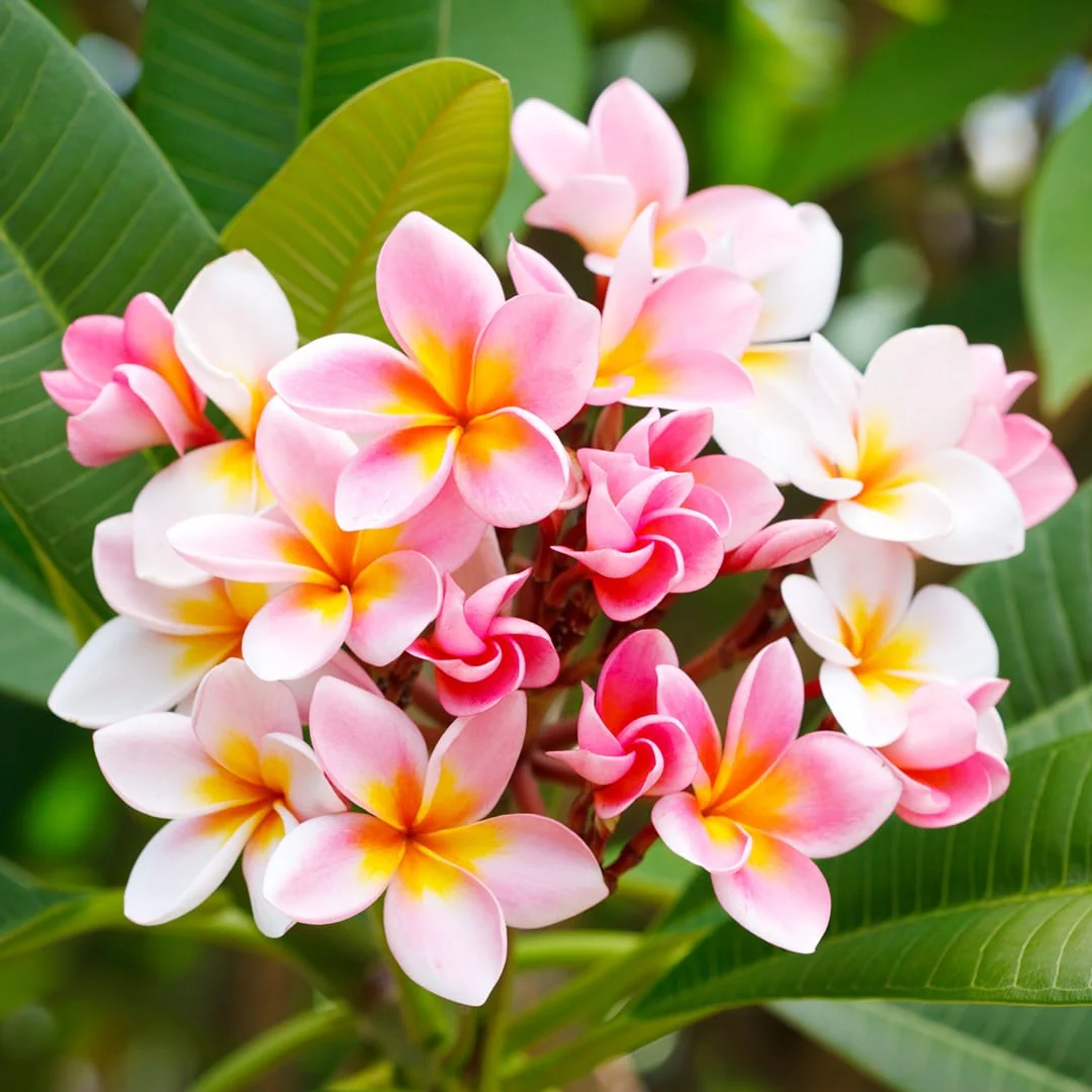 Plumeria rubra 'Hawaiian Opal Pink’ – flori parfumate (3 ramificatii)