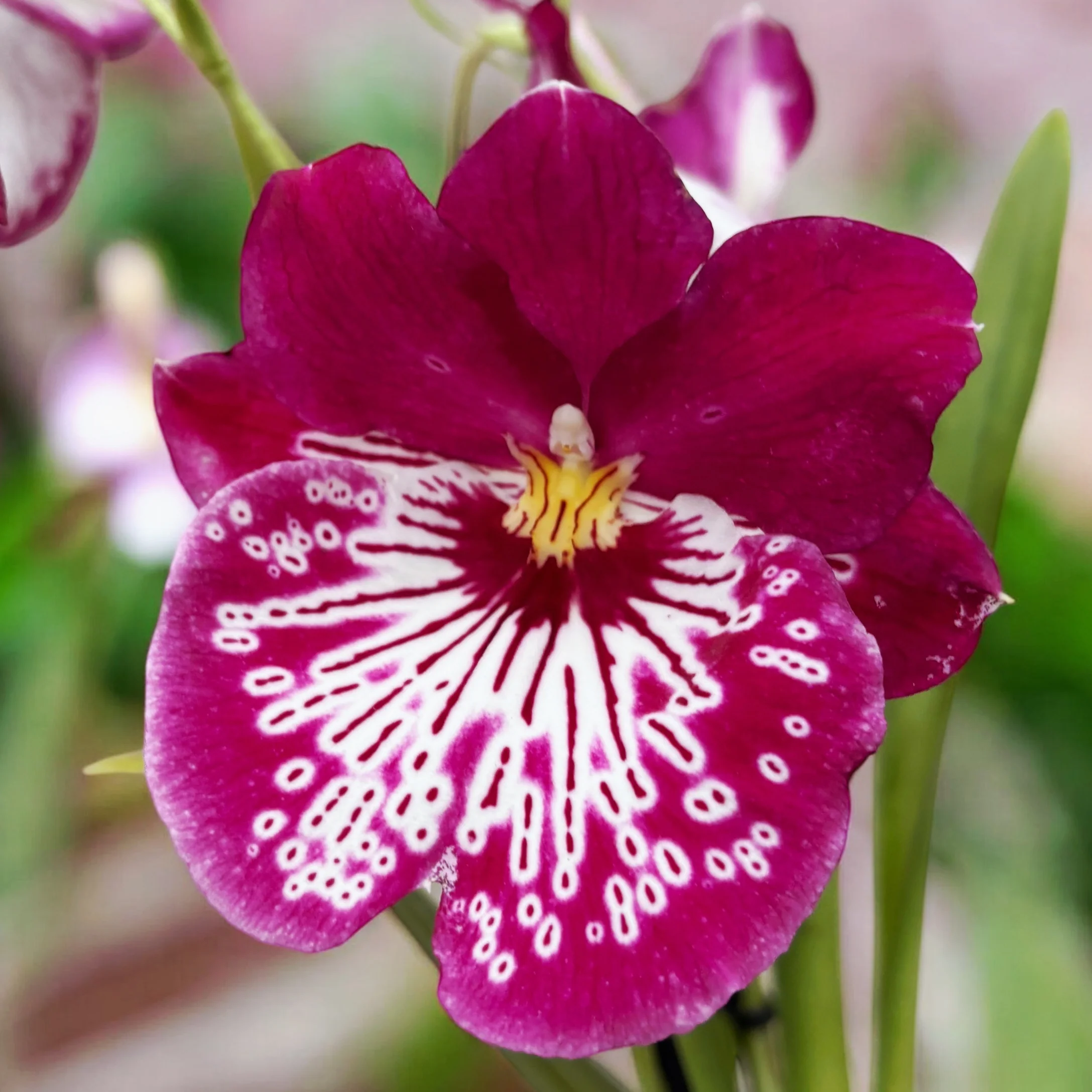 Miltoniopsis Newton Falls *parfumata