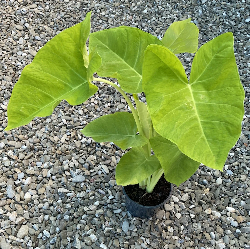 Xanthosoma sagittifolium 'Lime Zinger’