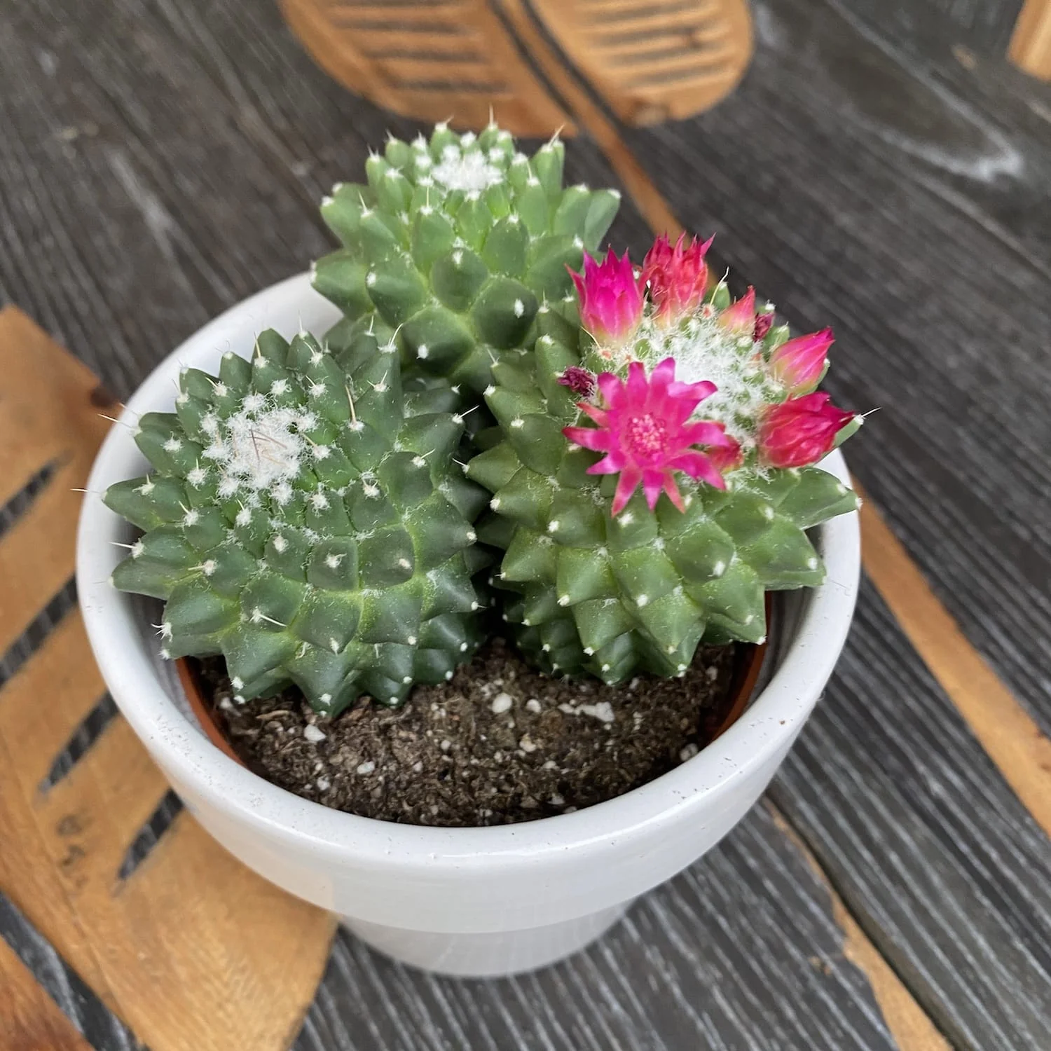 Mammillaria polythele 'Toluca’ (3plante/ghiveci)