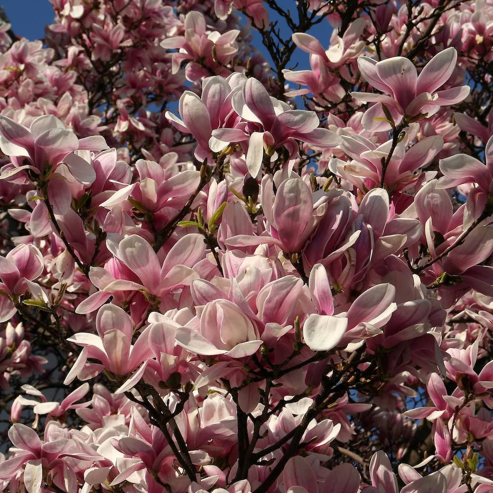 Magnolia x soulangeana (H100 cm)