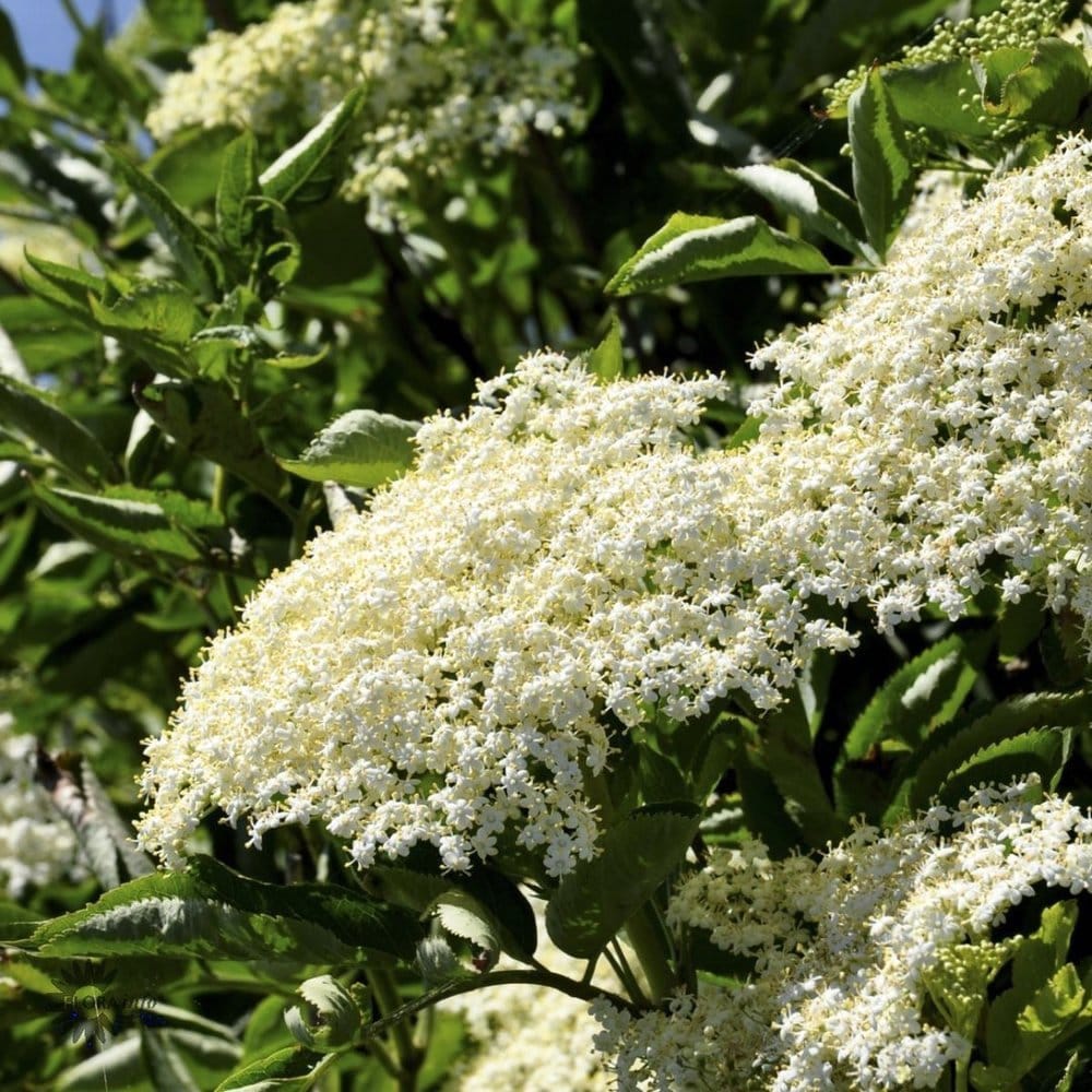 Soc negru productiv – Sambucus nigra 'Haschberg’
