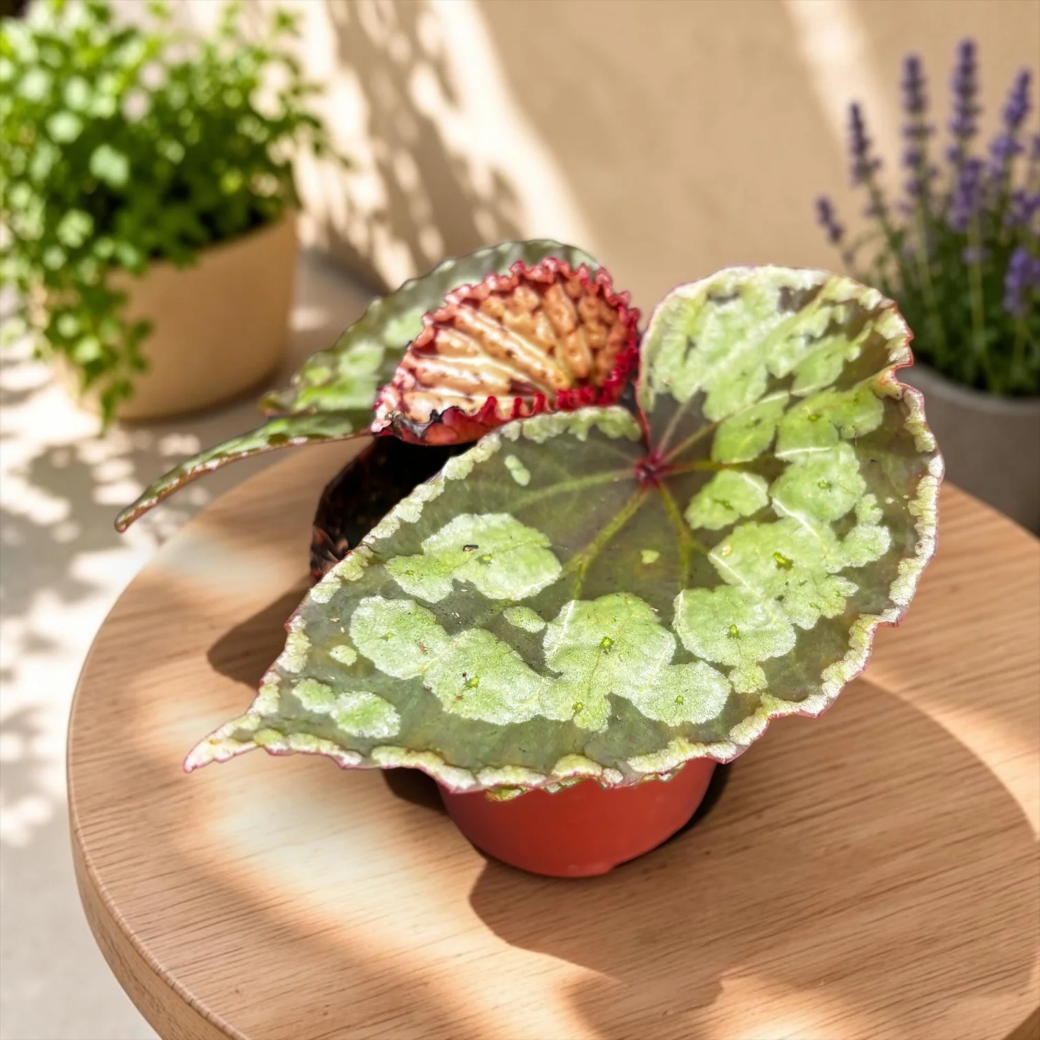 Begonia 'Umbrella’ hybrid