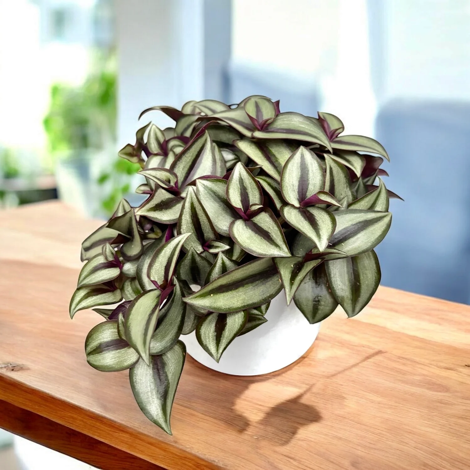Tradescantia zebrina ‘Silver Sicilian’ – frunzis argintiu spectaculos