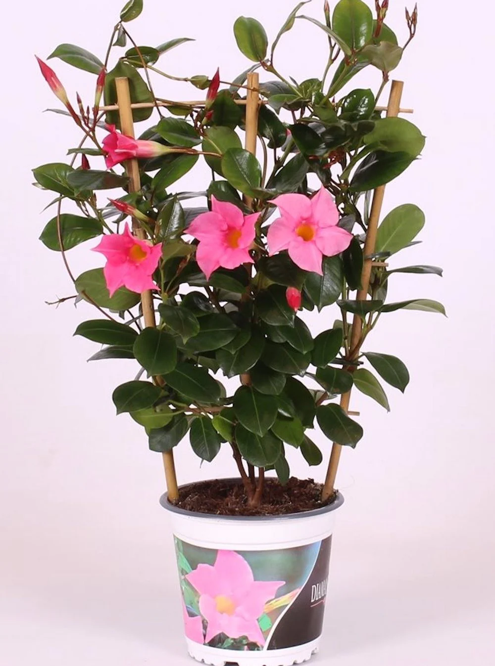 Sundaville – Dipladenia roz Coral Pink H40 cm (flori parfumate)