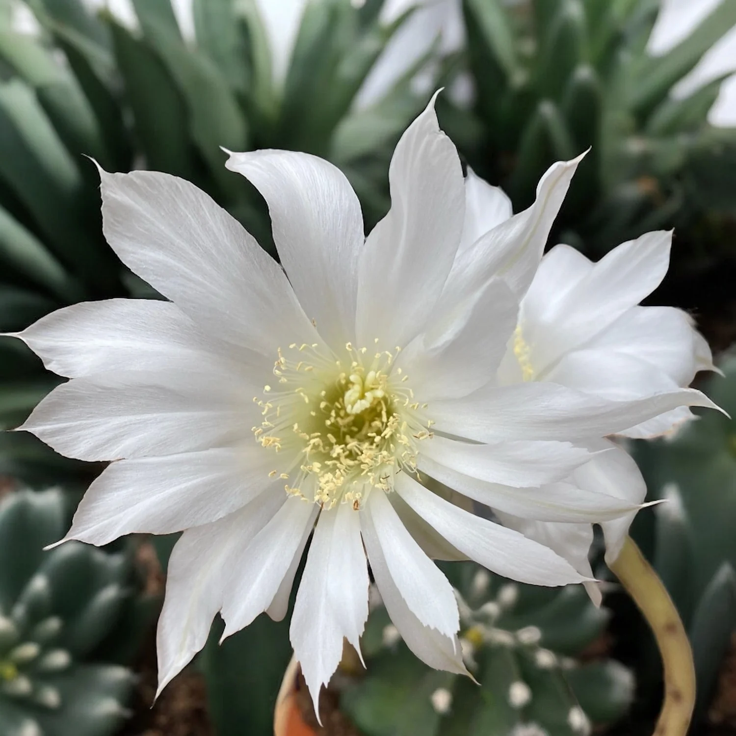 Echinopsis subdenudata (Easter Lily Cactus) – flori spectaculoase si parfumate