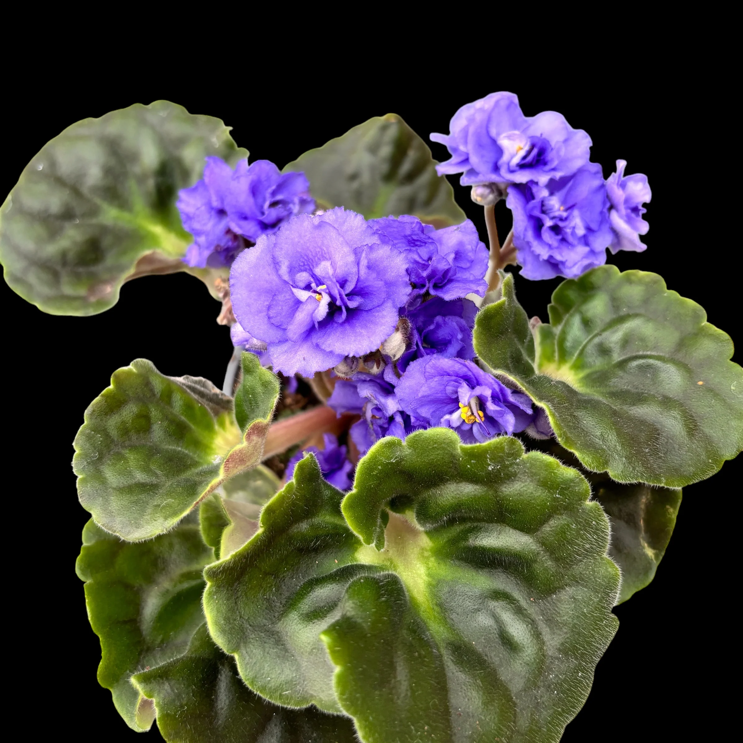 Saintpaulia Rococo Blue – Violete de Parma cu flori duble