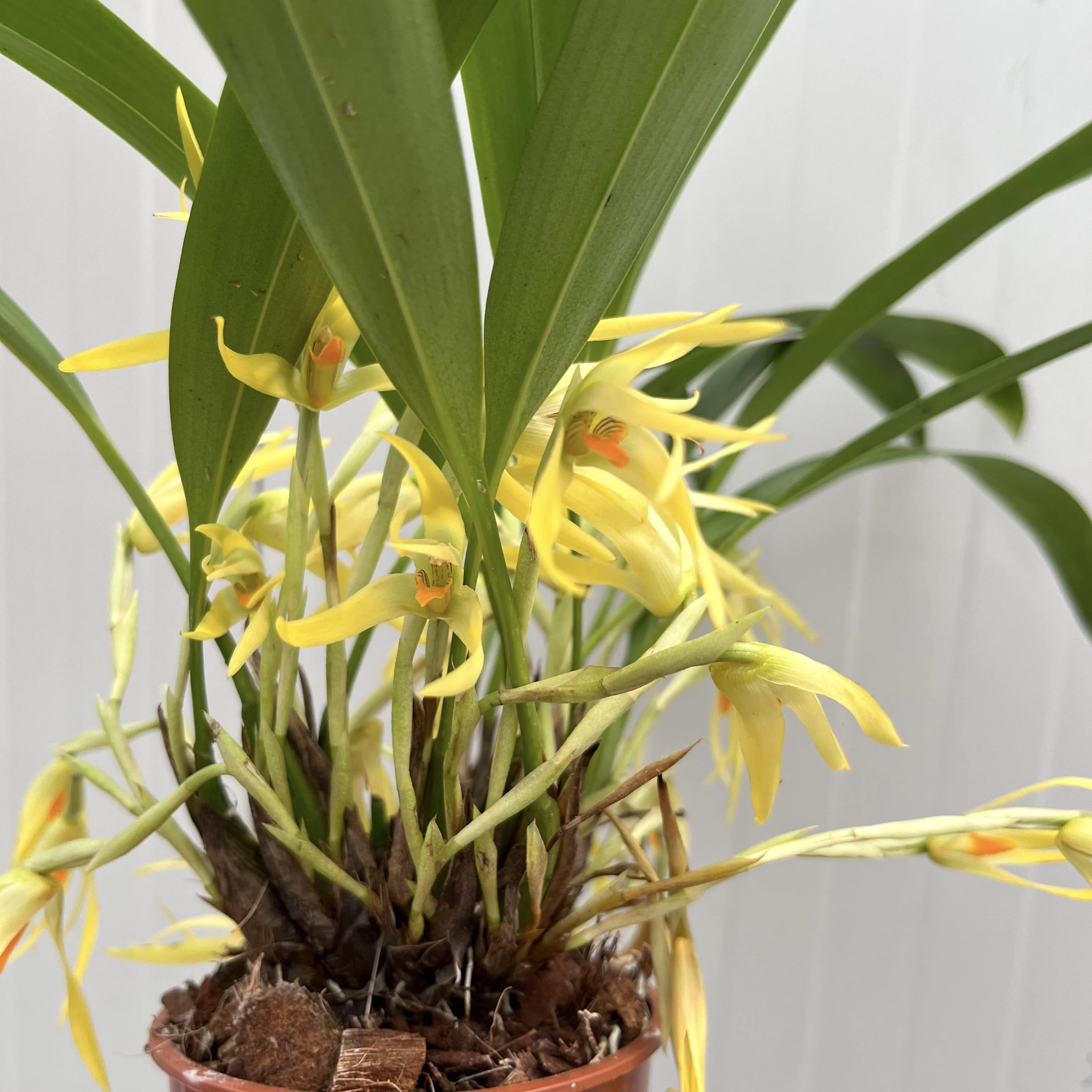 Maxillaria weberbaueri (syn. aurorae) – flori parfumate