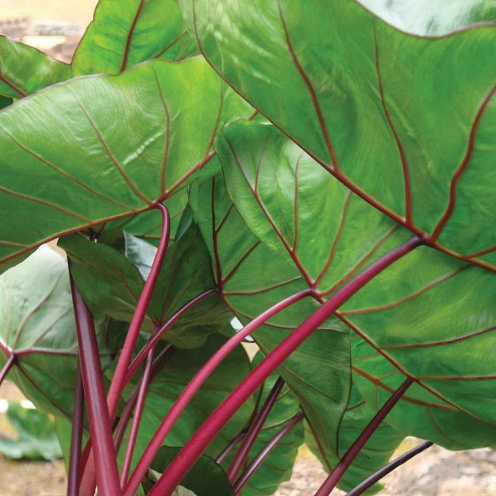 Colocasia esculenta 'Hawaiian Punch’ (2 plante/ghiveci)