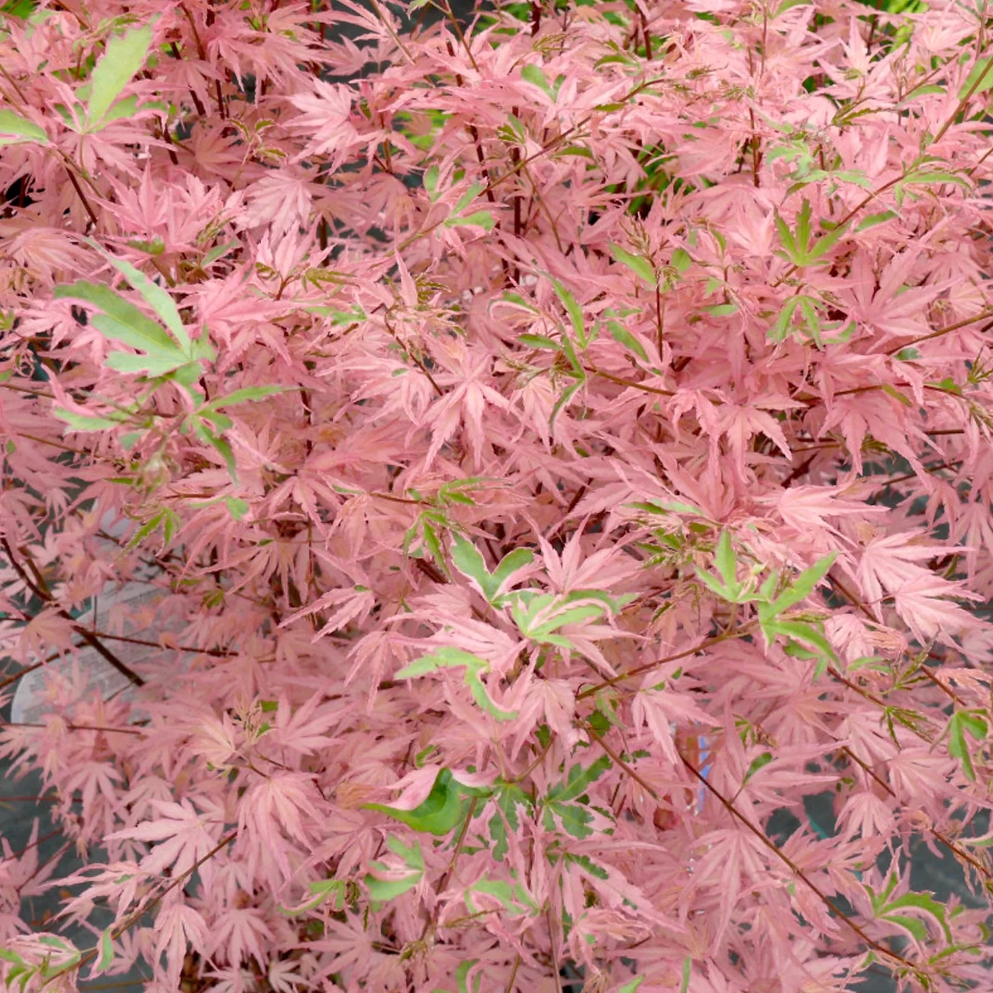 Acer palmatum 'Iyoshi’ (Artar Japonez)
