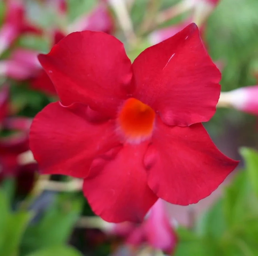 Mandevilla Rio Deep Red – Dipladenia rosie (flori parfumate)