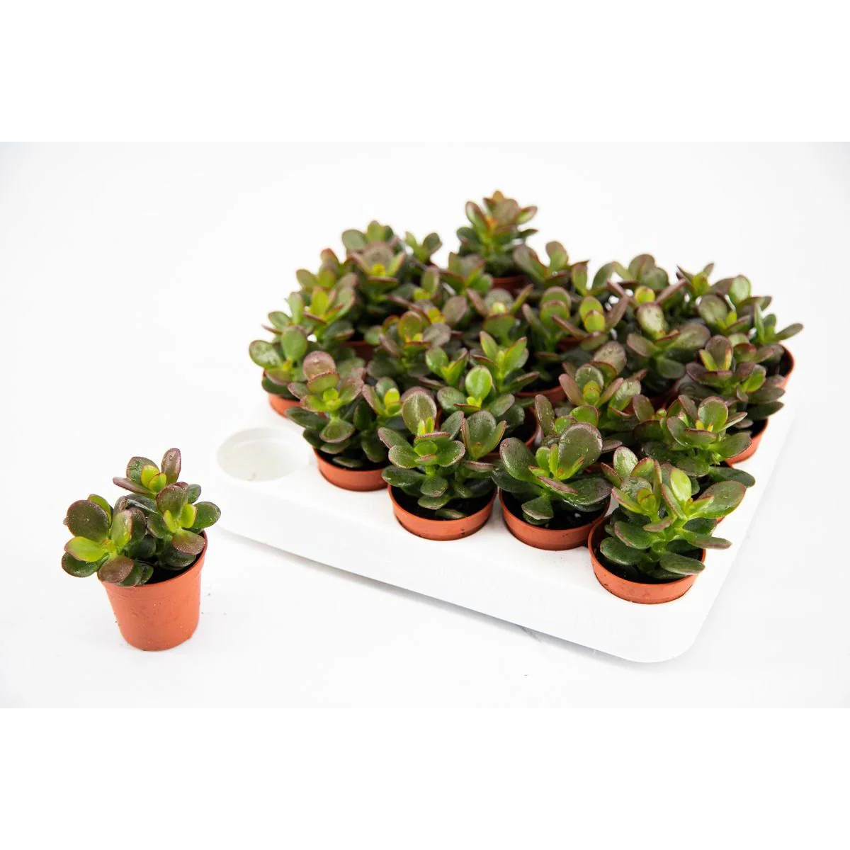 Crassula ovata 'Minor’ D5 (copacul cu bani)