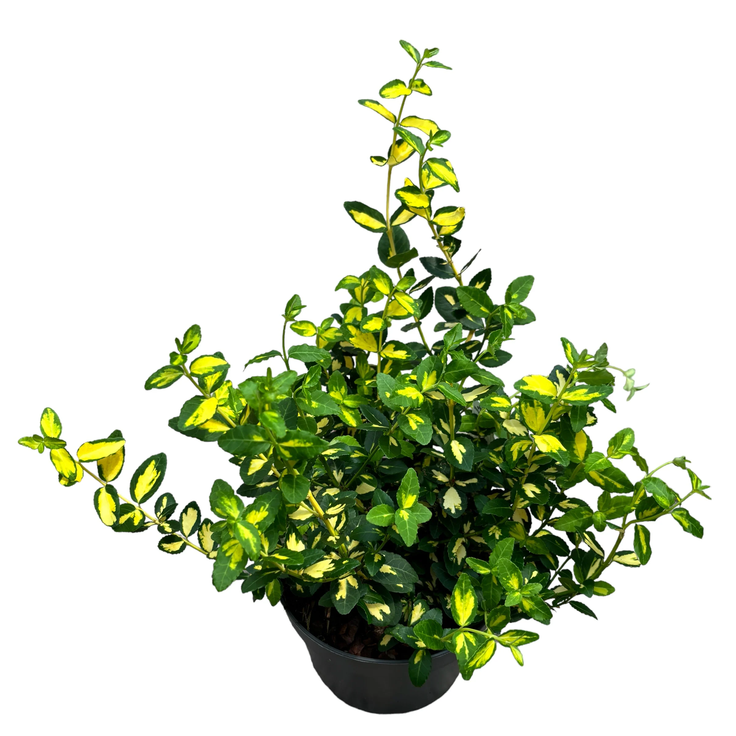 Euonymus fortunei 'Blondy’