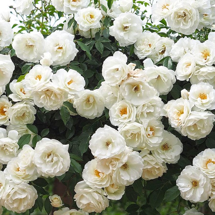 Rosa 'White Climber’® – Trandafir floribunda, catarator, parfumat