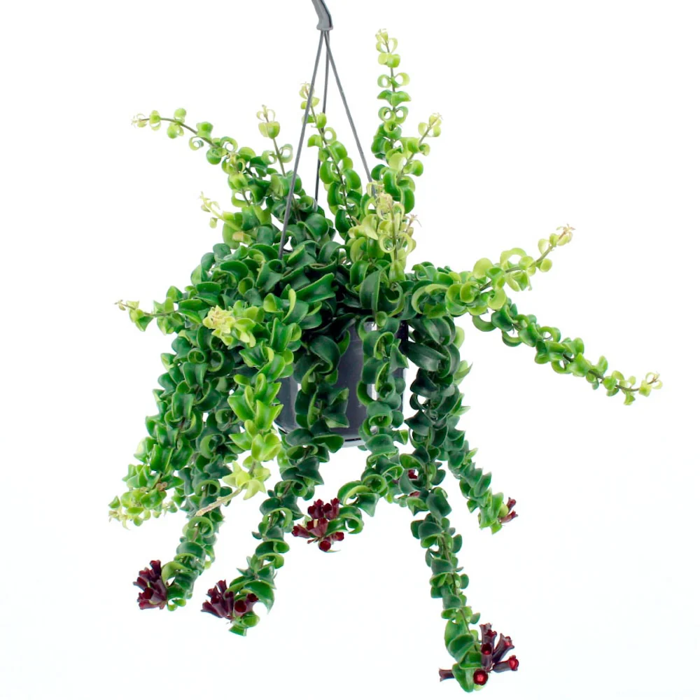 Aeschynanthus 'Rasta’ (Lipstick plant) – exemplare XL