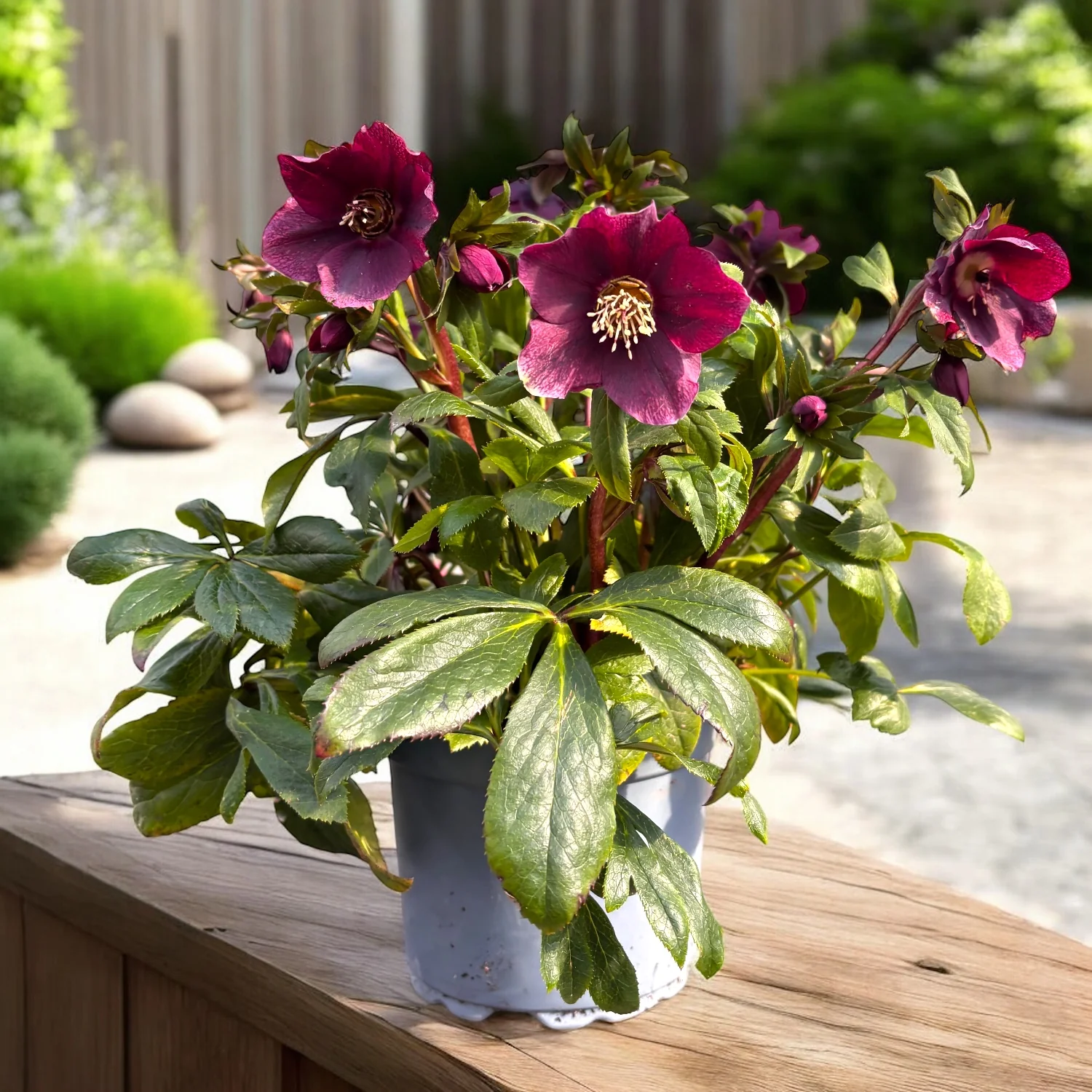 Helleborus orientalis ‘Viv Victoria’ (spanz)