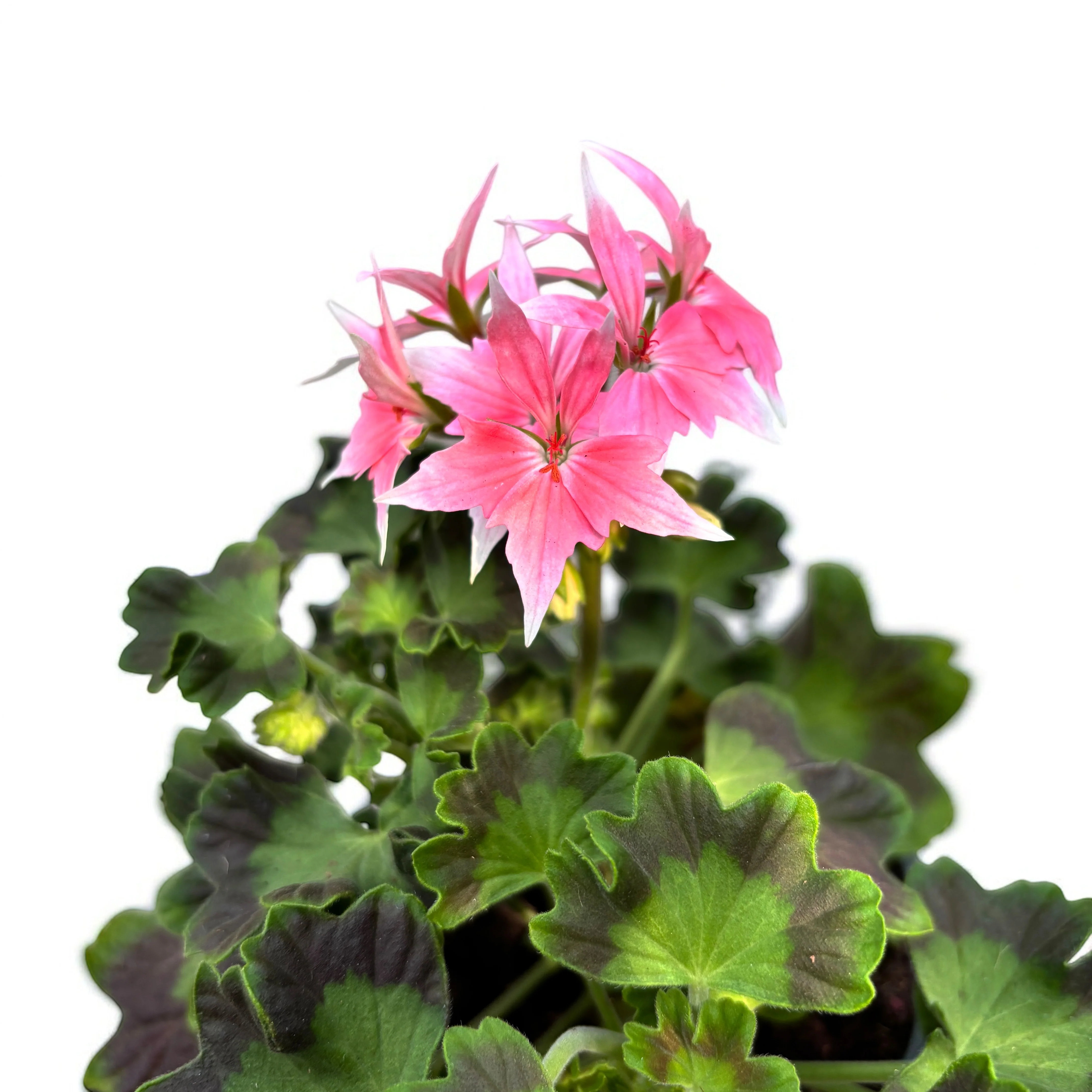 Muscate stelate roz – Pelargonium Fireworks 'Pink’