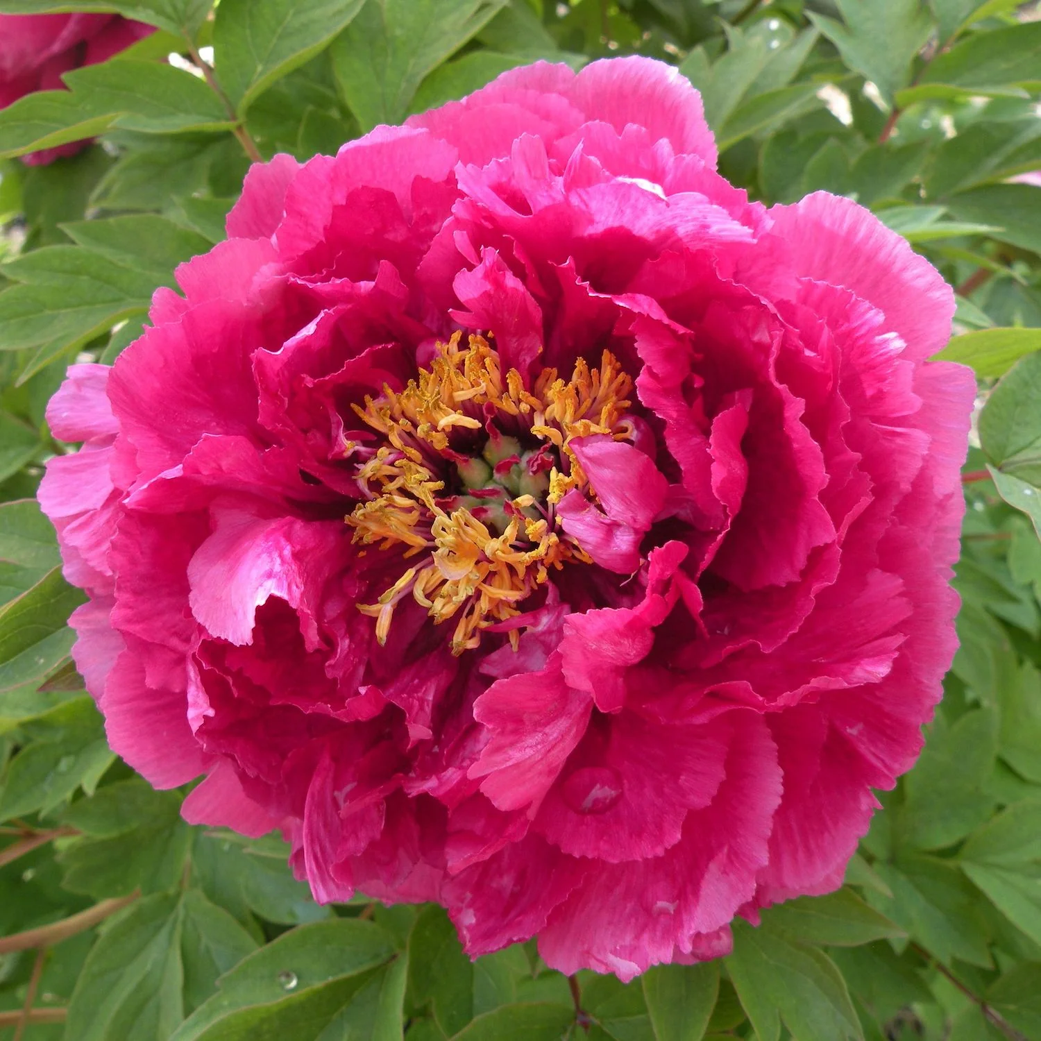 Paeonia suffruticosa 'Luo Yang Hong’ – bujor arbustiv cu duble ciclam