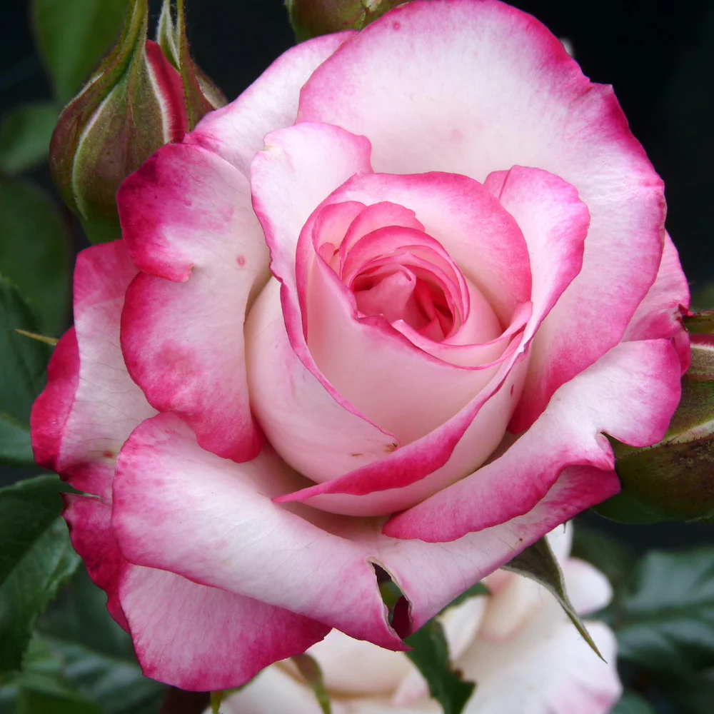 Rosa ‘Laminuette’® – Trandafir floribunda, parfumat