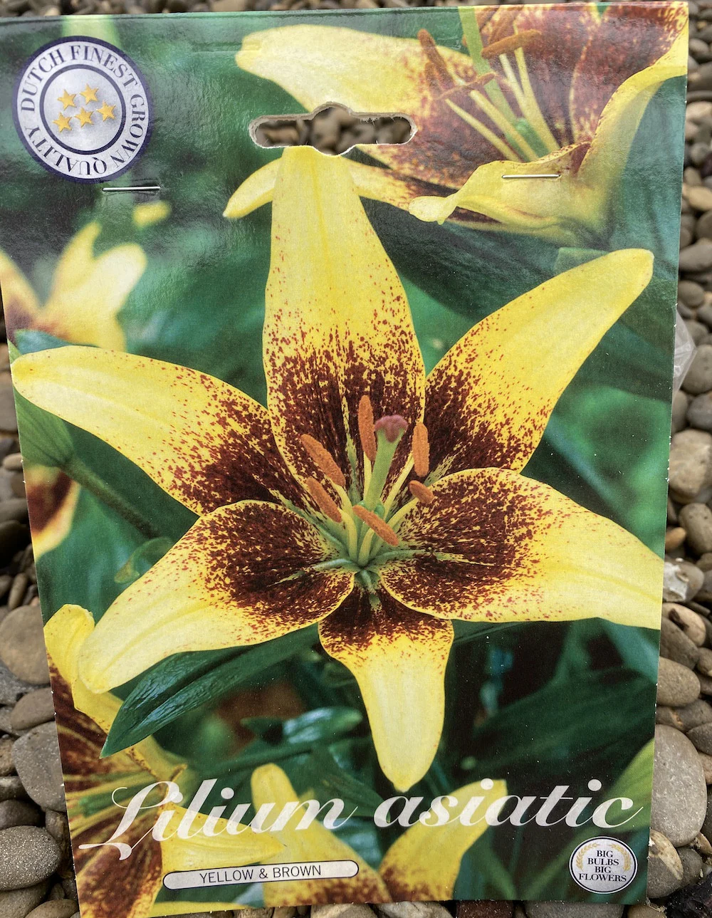 Bulbi de crini asiatici Lilium Yellow & Brown (2 bulbi)