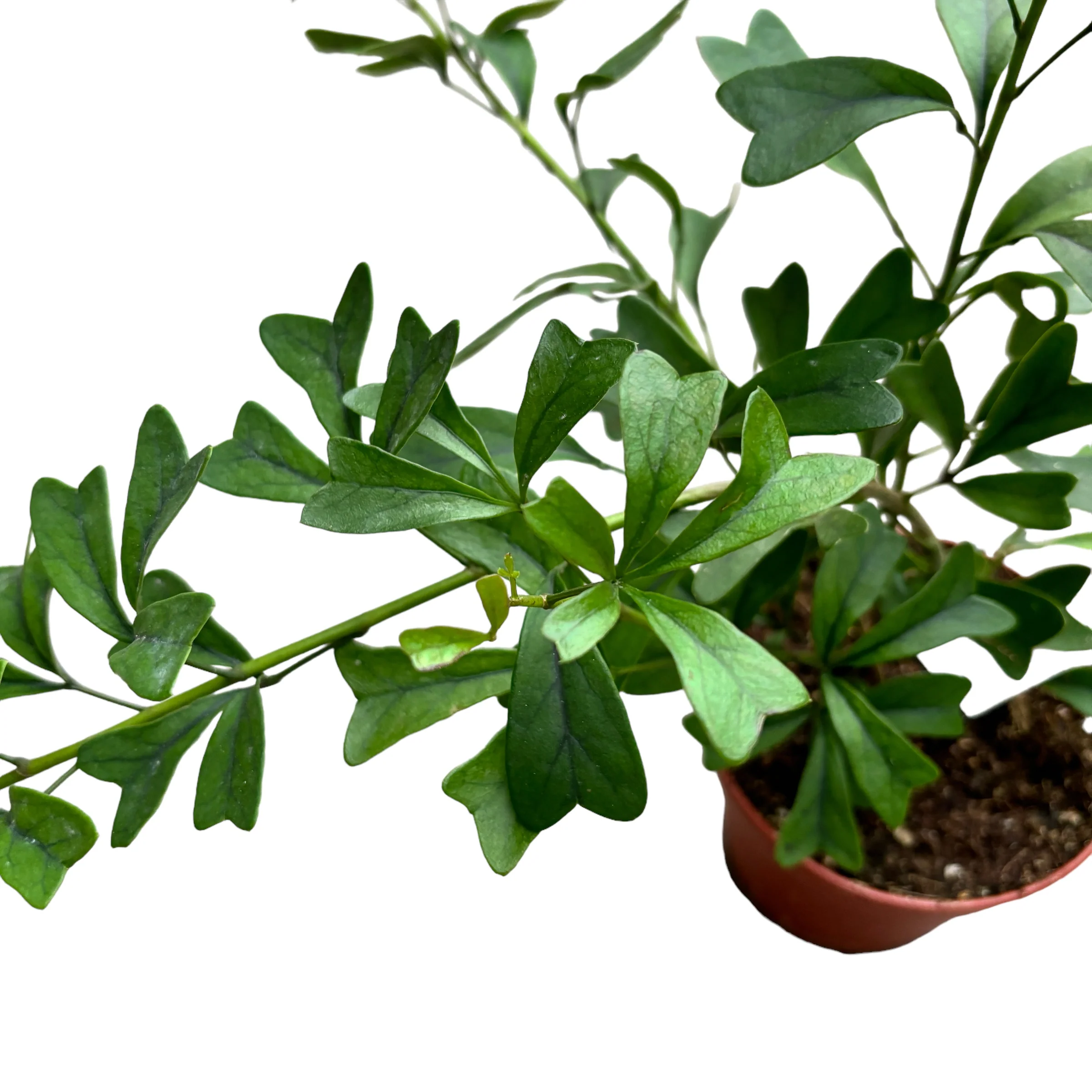 Schefflera triangularis 'Heart Leaf’ 3 plante/ghiveci