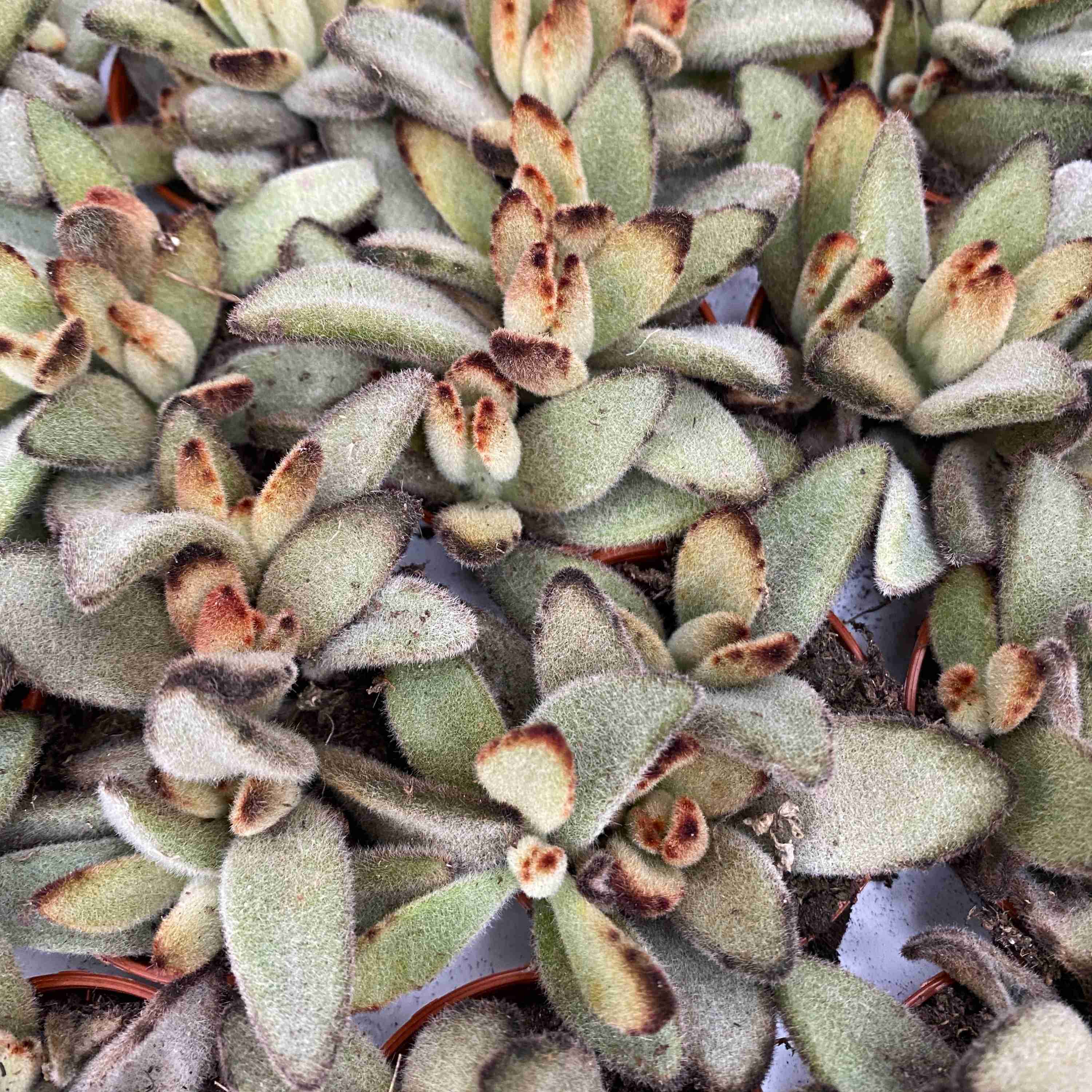 Kalanchoe tomentosa 'Golden Girl’