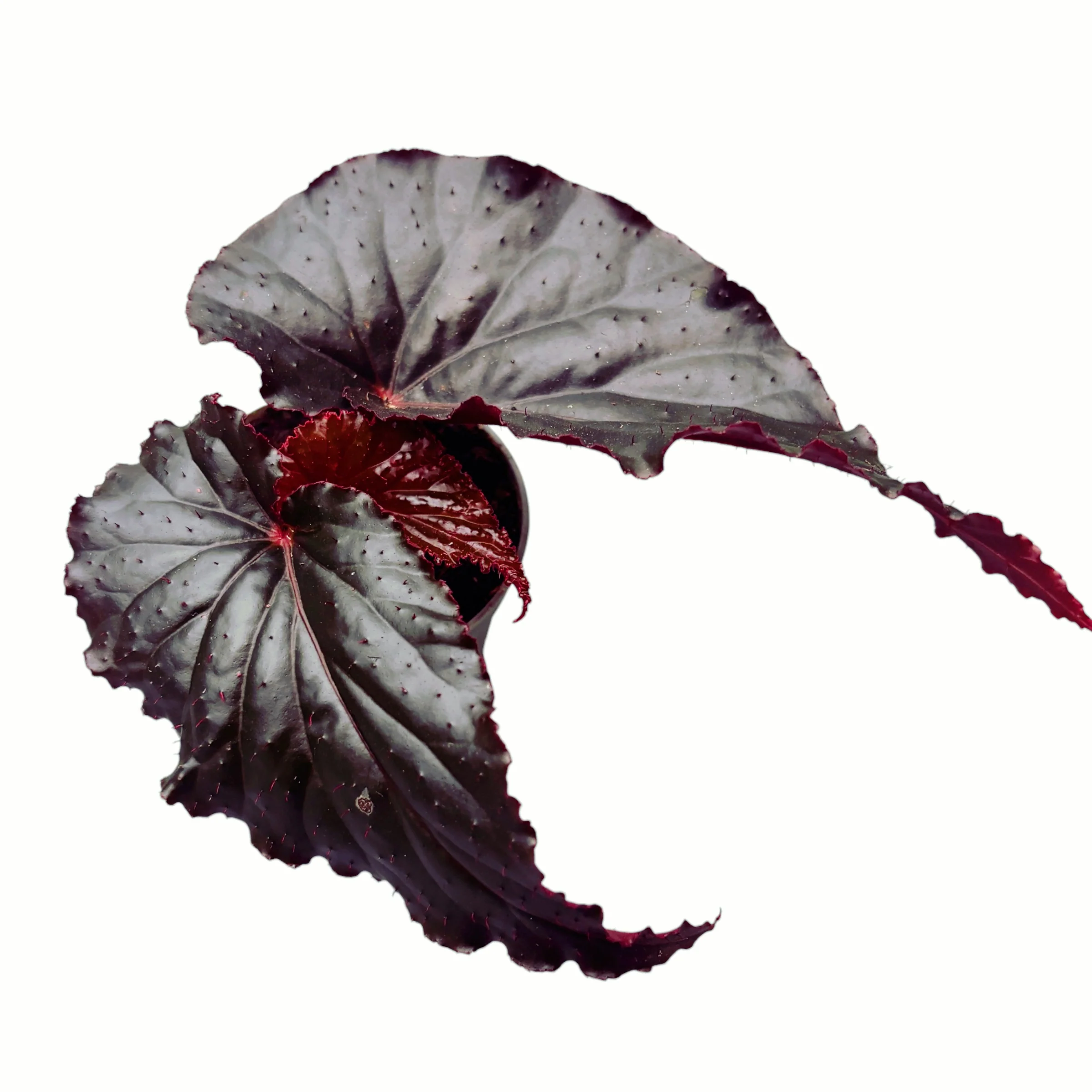 Begonia 'Black Magic’ (babyplant)