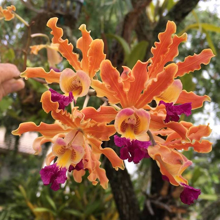 Myrmecophila thomsoniana (Laelia thomsoniana)