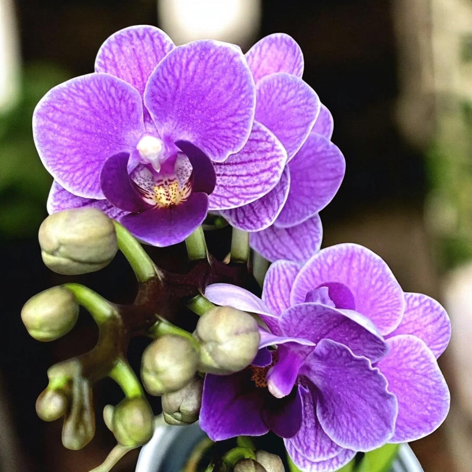 Phalaenopsis Violet Queen