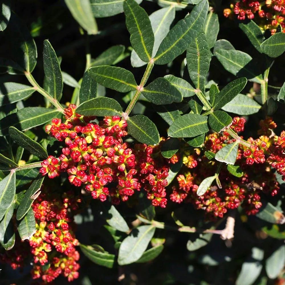 Mastic tree – Pistacia lentiscus