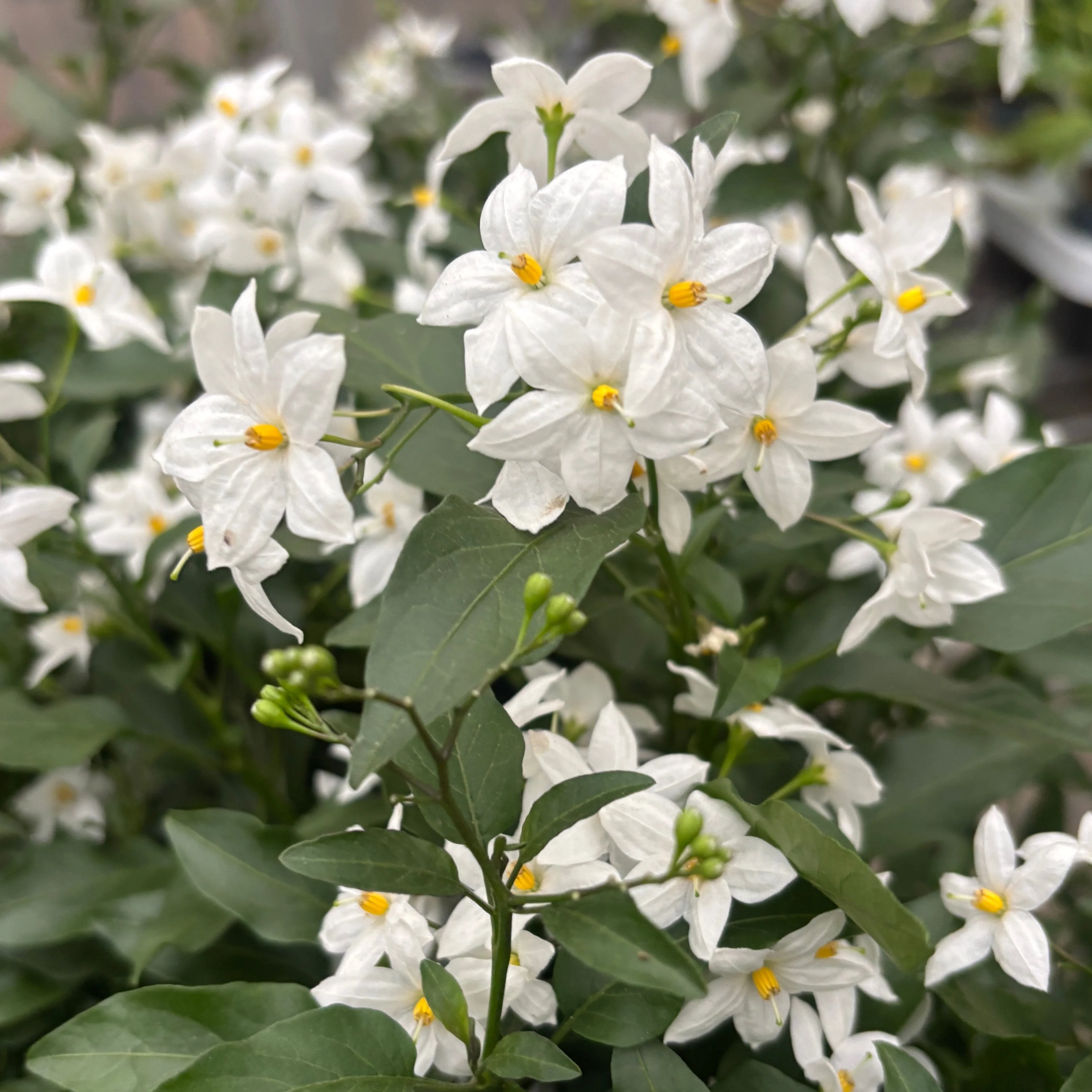 Solanum jasminoides – iasomie cataratoare cu inflorire abundenta