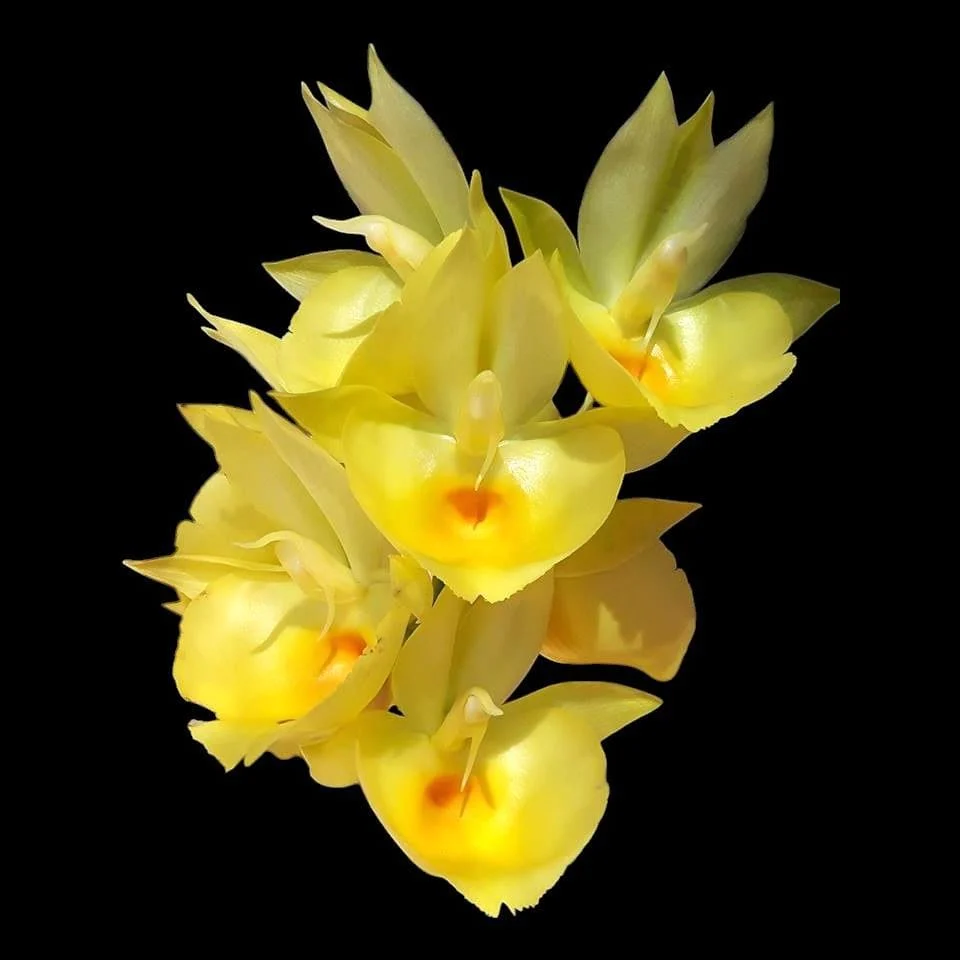 Catasetum pileatum var. aurea – parfumat