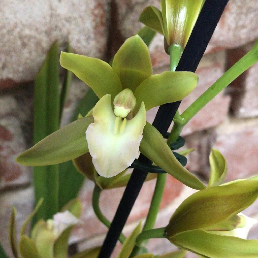 Orhidee Cymbidium Tiger Tail green