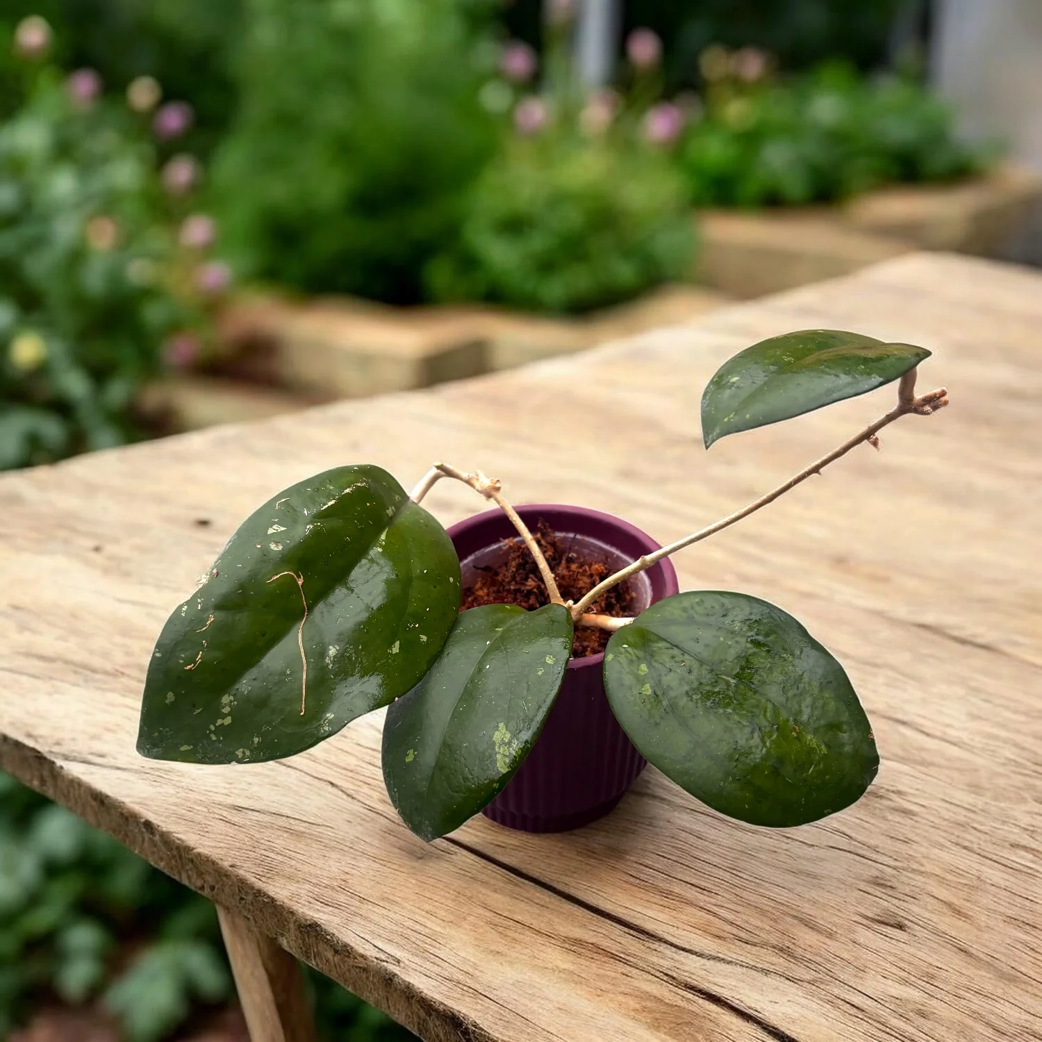 Hoya 'Noelle’ – flori parfumate