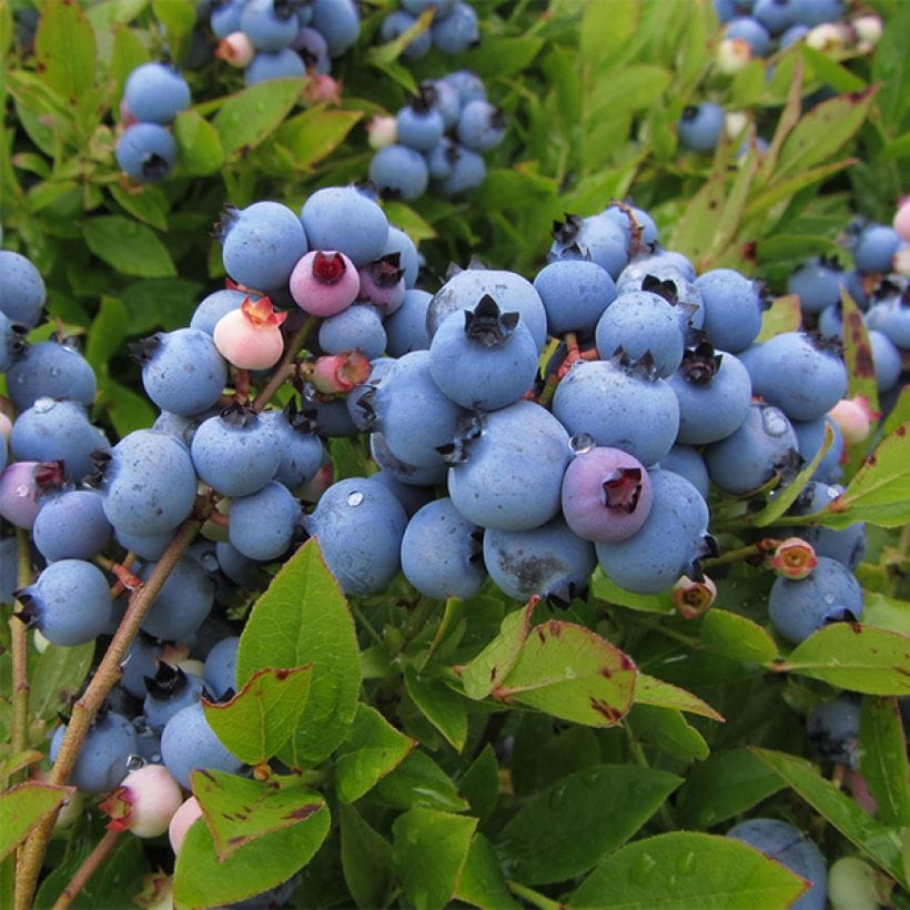 Afin de cultura productiv – Vaccinium corymbosum 'Jersey’