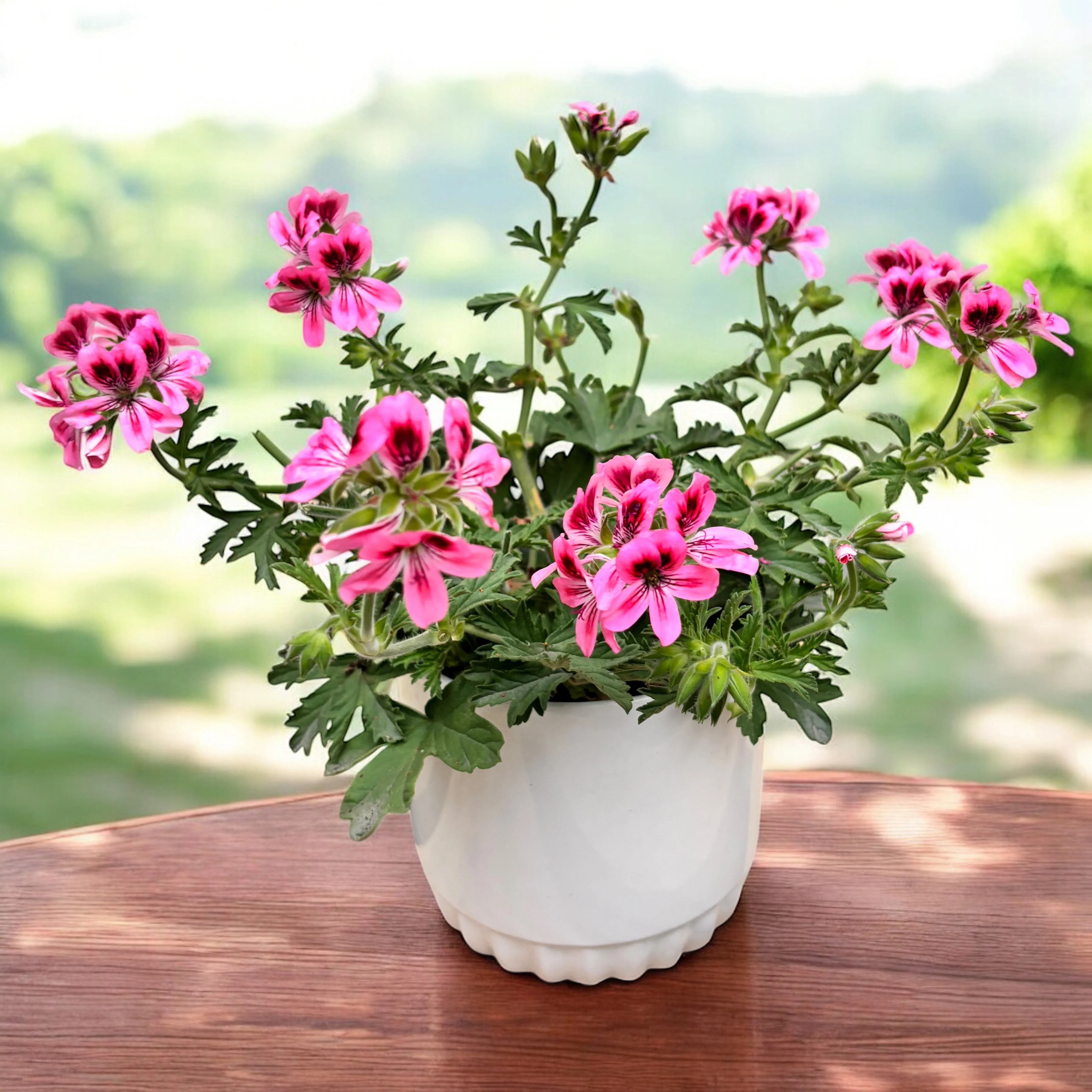Muscate parfumate – Pelargonium (Scented Grp) ‘Isko Fleur’ (parfum de flori)