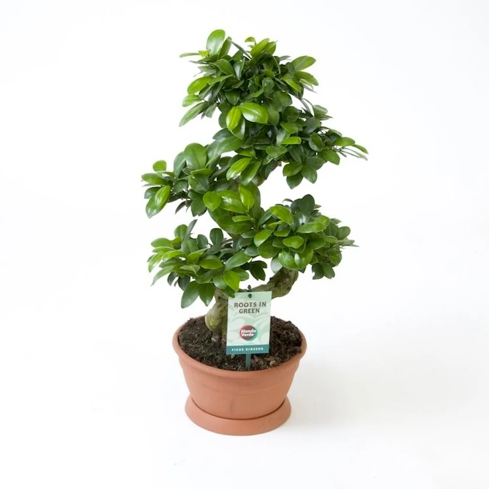 Bonsai Ginseng in forma S H60cm