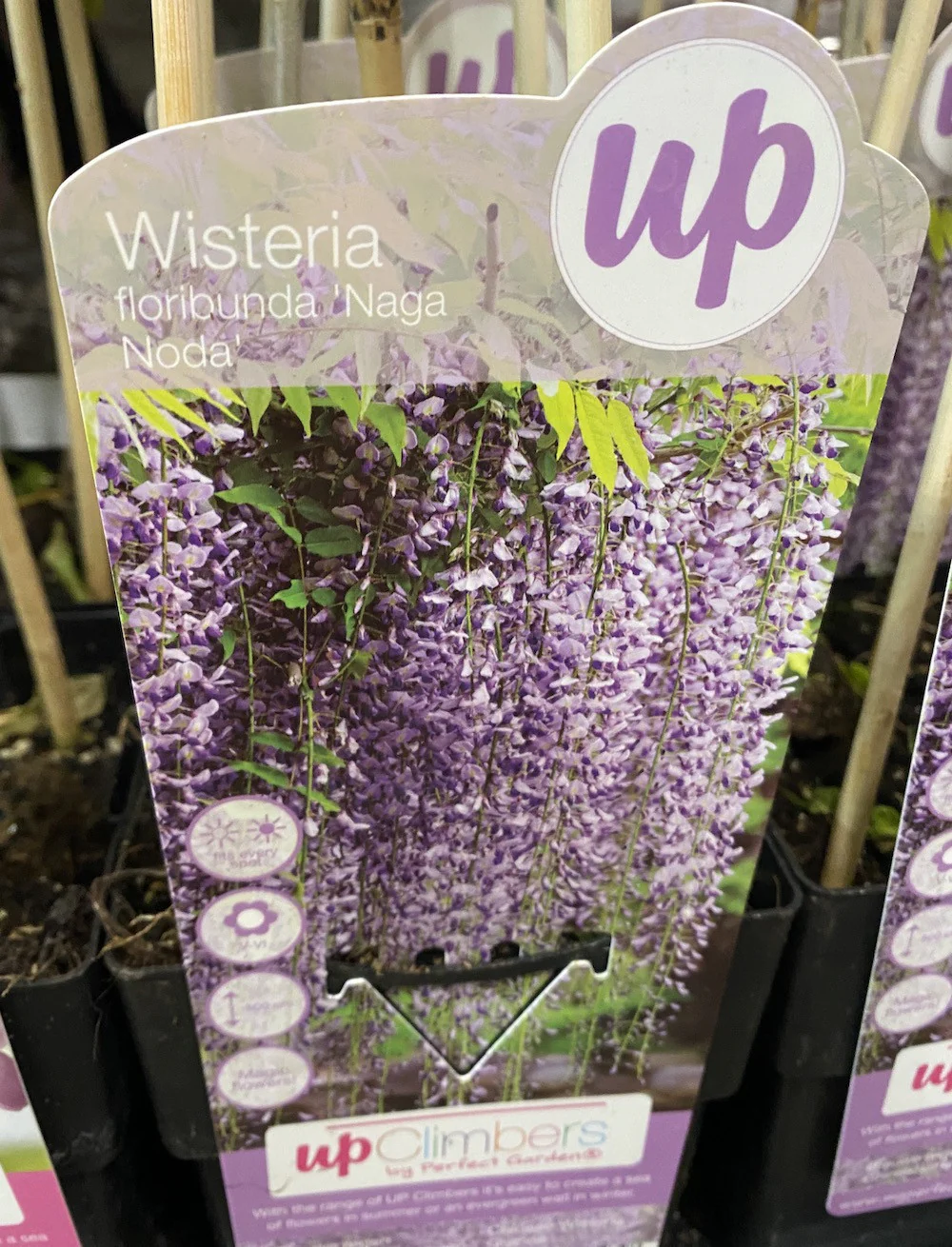 Glicina – Wisteria floribunda Naga Noda (flori parfumate)