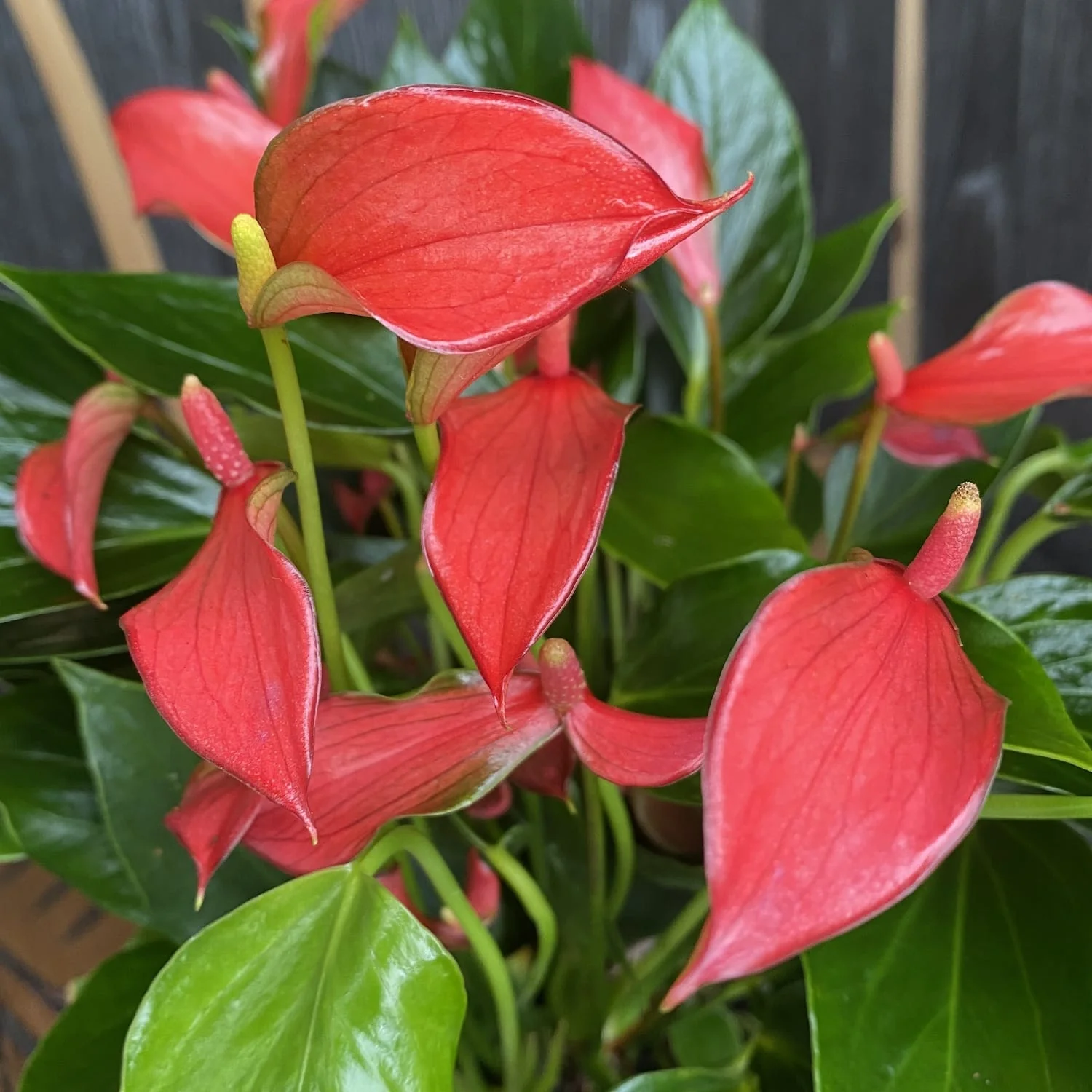 Anthurium 'Flamingo Petit’