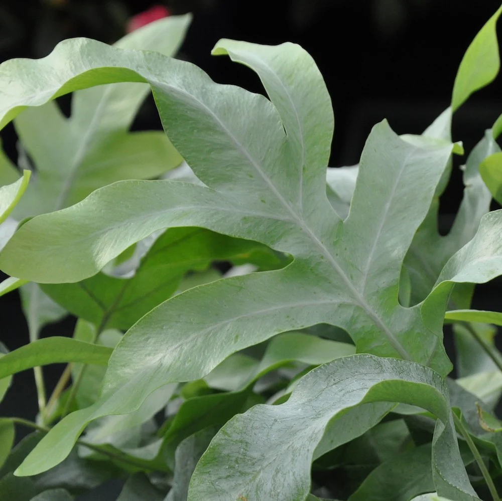 Phlebodium aureum 'Blue Star’ – feriga tropicala cu frunzis albastru-verzui