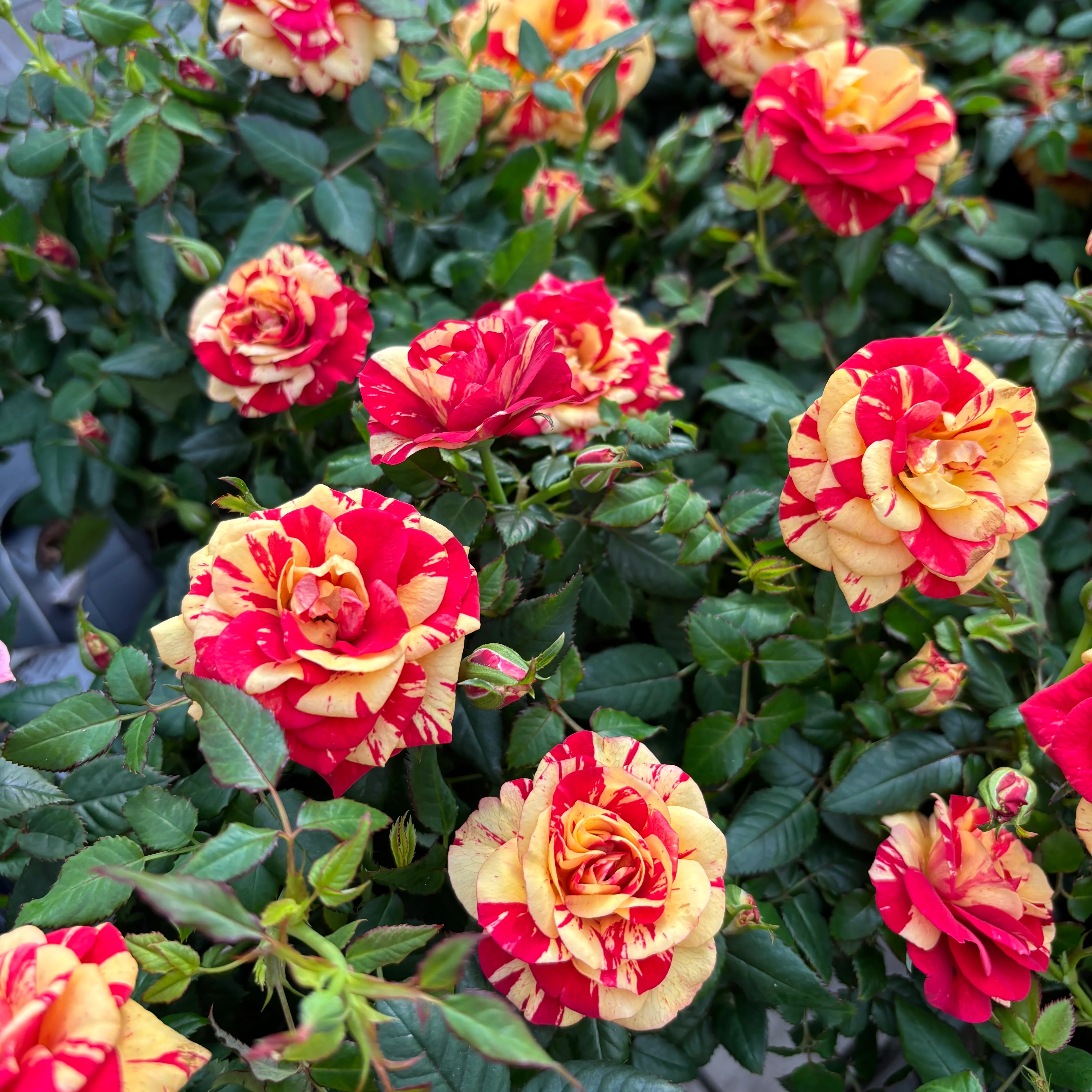 Trandafiri pitici Rosa 'Liss’ parfumati