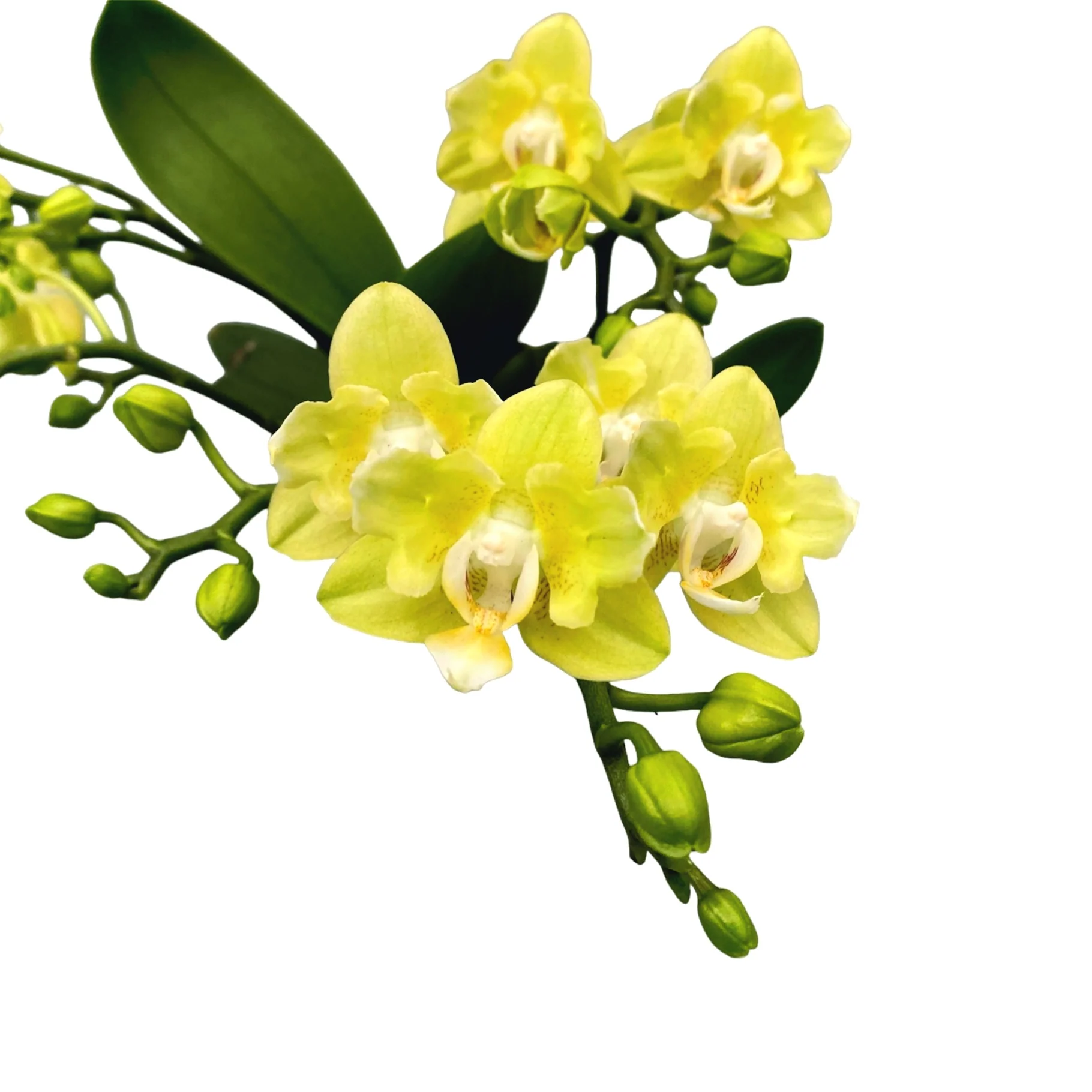 Phalaenopsis Table Lemon peloric – butterfly