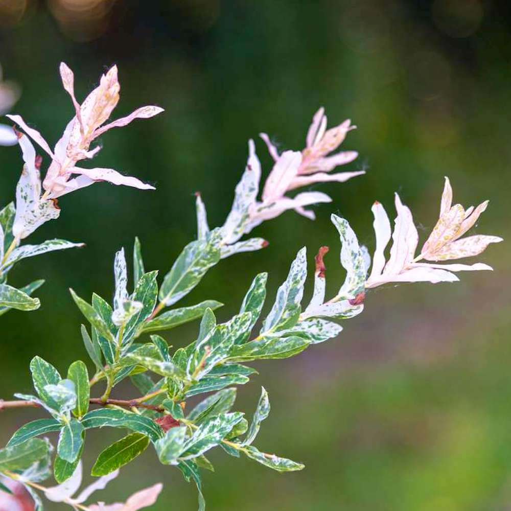 Salix integra 'Hakuro Nishiki’ (’Flamingo’) – salcie cu frunze variegate (pe picior)