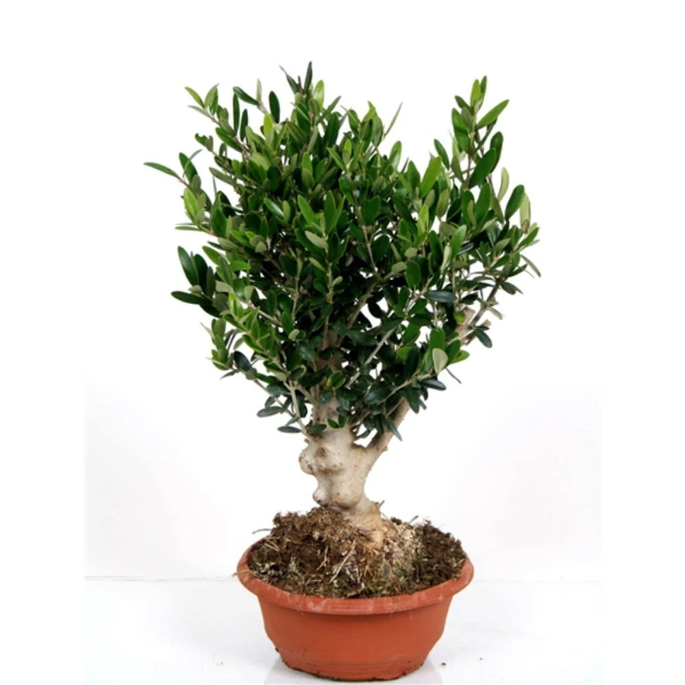 Maslin Bonsai in ghiveci – Olea Europaea Bonsai