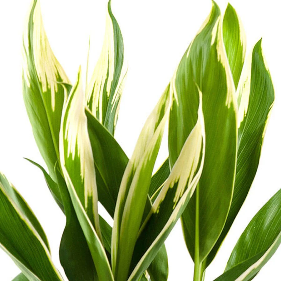 Cordyline fruticosa Conga (Lucky Plant) – planta norocoasa
