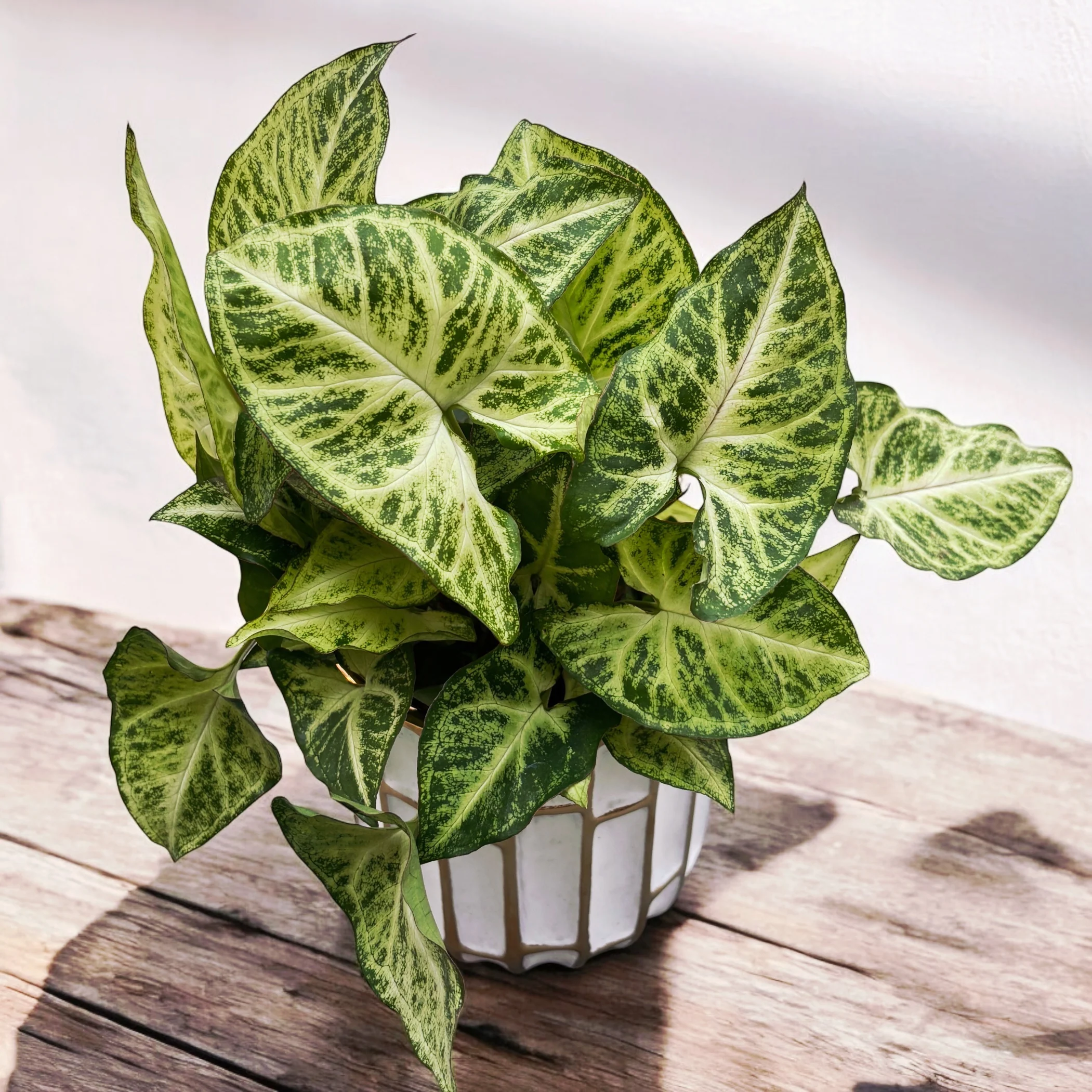 Syngonium Arrow (planta sageata)