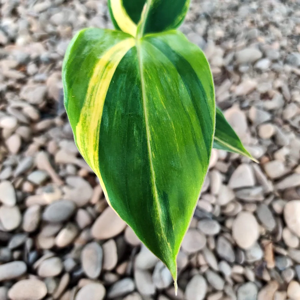 Alpinia zerumbet variegata *babyplant
